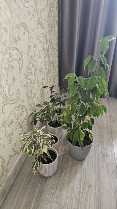 Фикусы и мандарининка