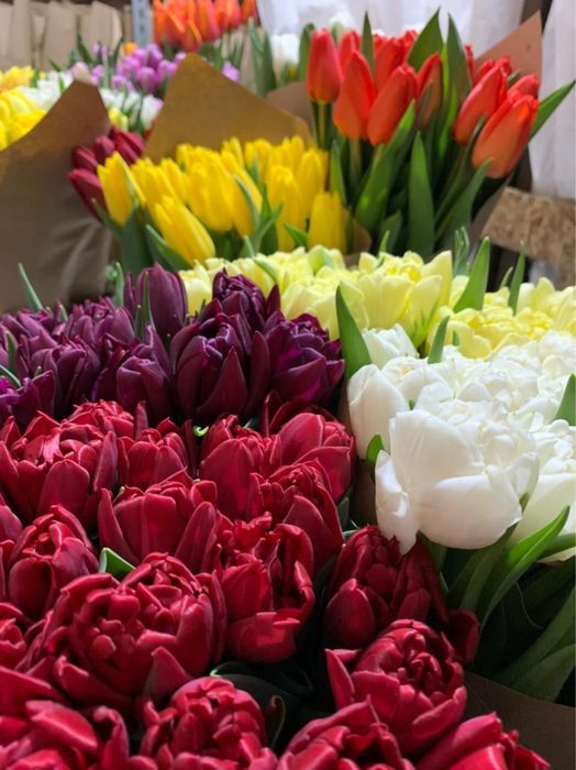 Тюльпаны оптом в Алматы (область) своя теплица