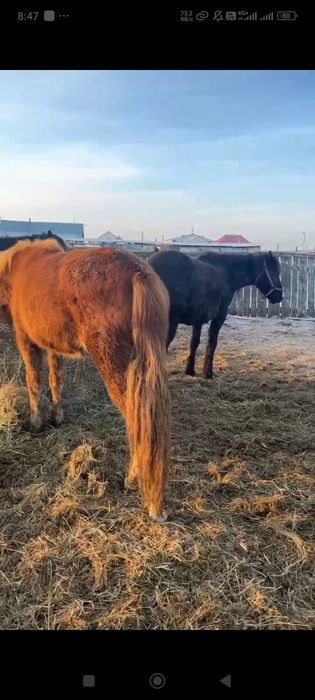 Байтал с откорма.