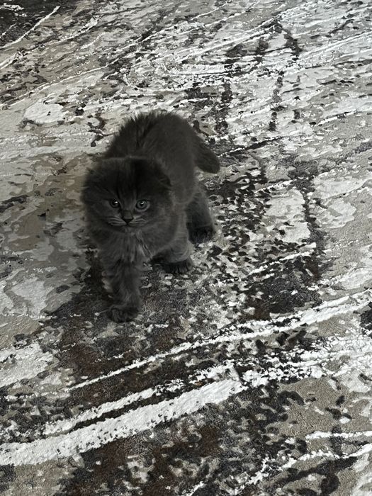 Продам котят скоттиш фолд