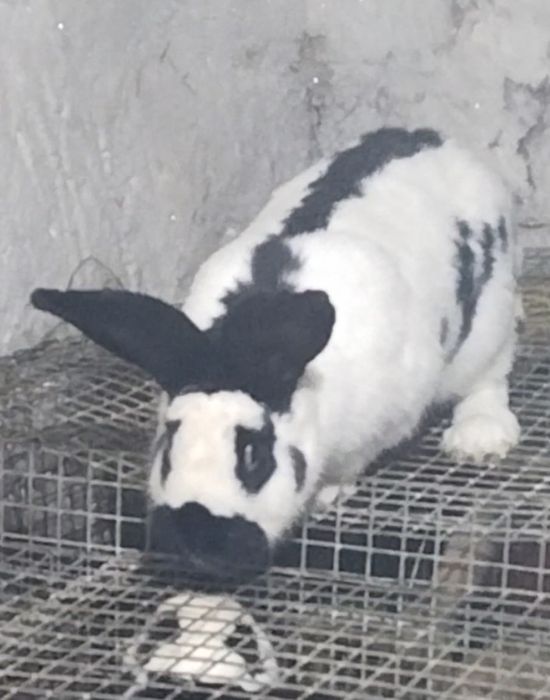 Продается кролик