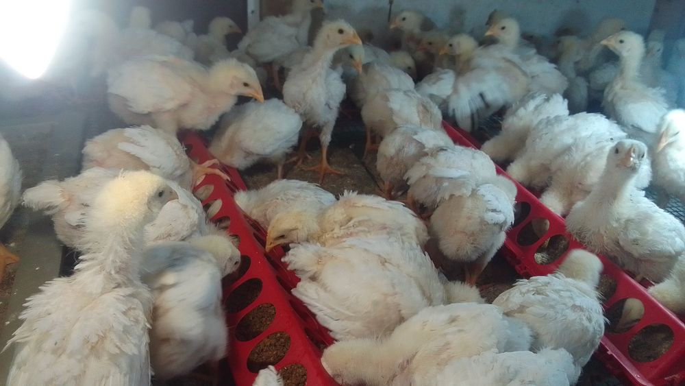 цыплята бройлеров продам