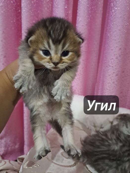 Ширингина продали мушукчалар