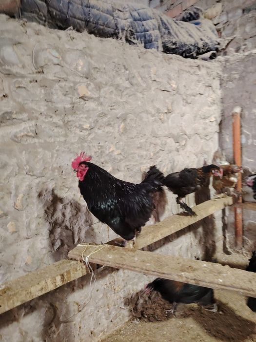 Продаются черные курицы