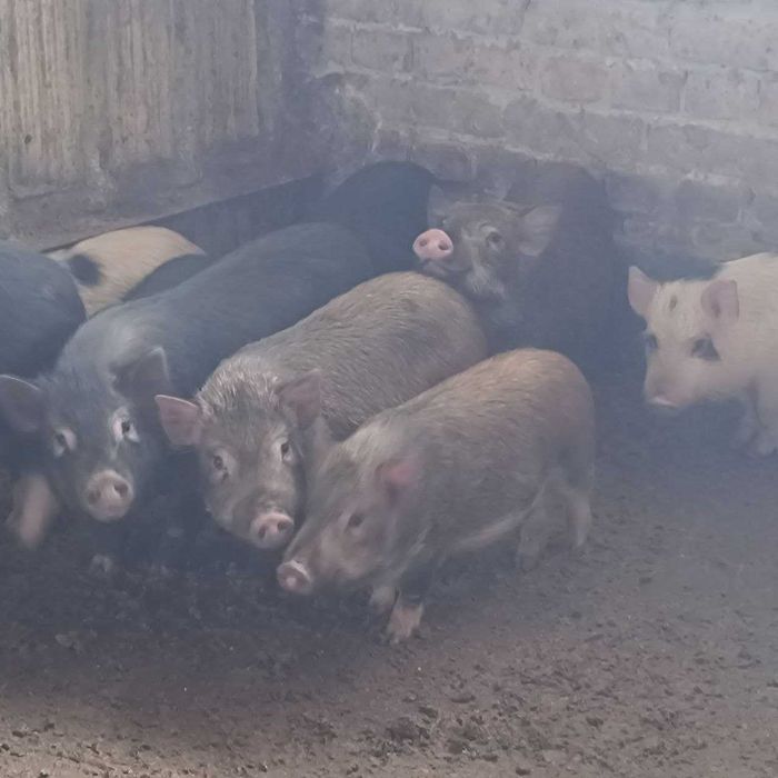 Виетнамски прасенца