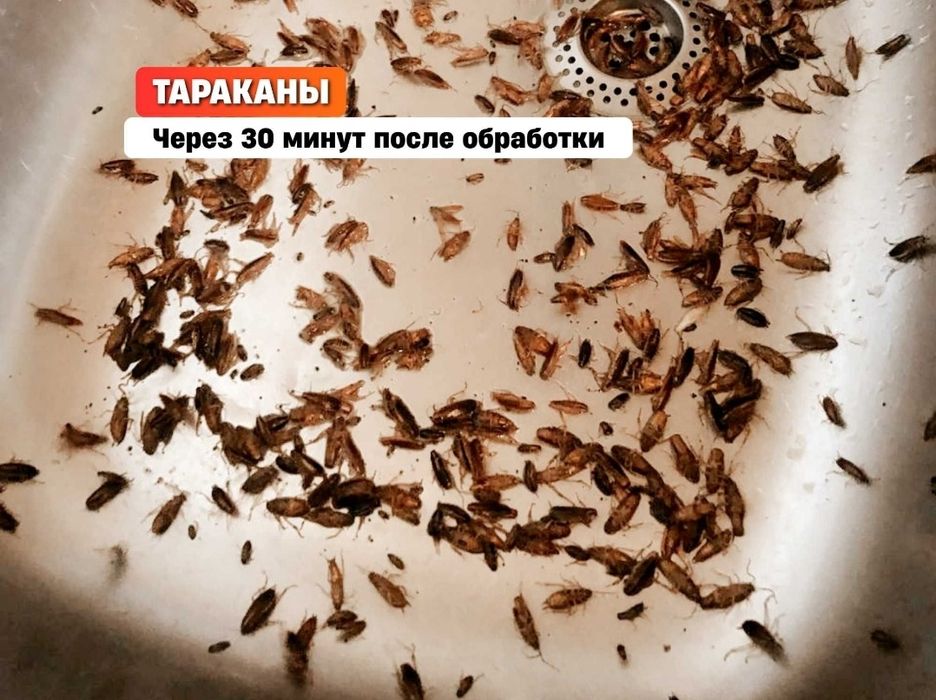 Дезинфекция Уничтожение