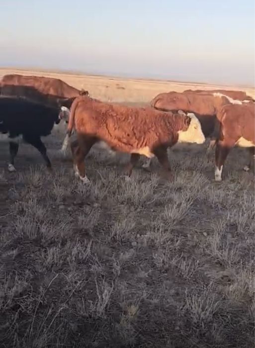 Продам подсос телят