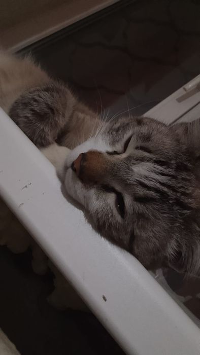 Хороший кот, домашнии
