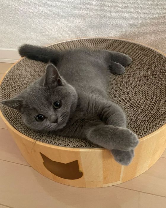 возьму котенка в добрые руки