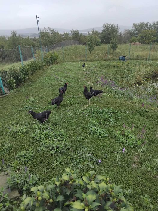 cocoșei australorp negru din primăvară caută stăpân
