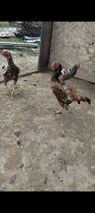 Продам даканок бойцовых