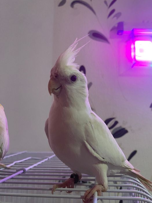 Pereche Papagali Nimfa