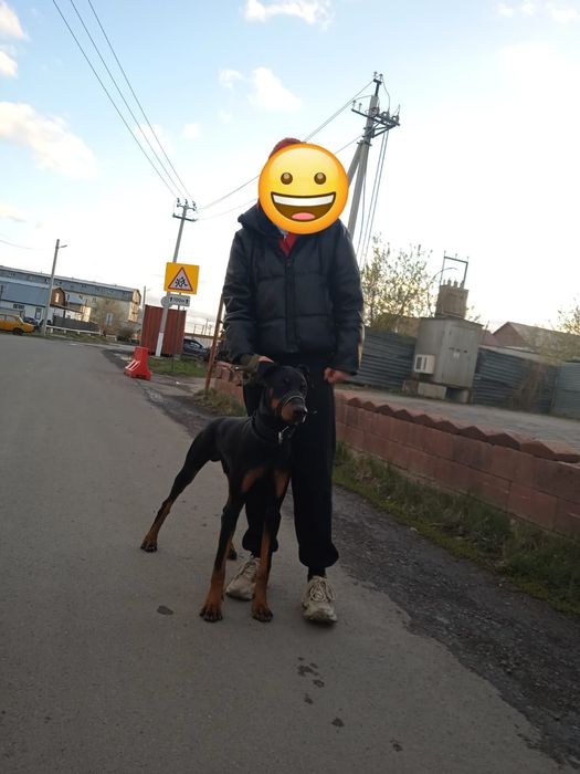 Продам добермана срочно