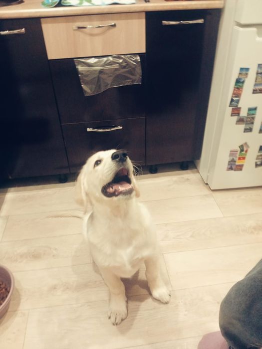 Продам золотистого ретривера.