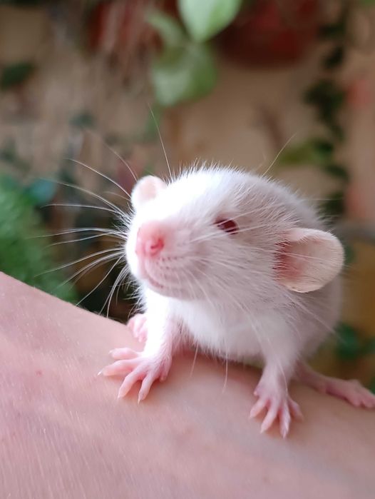 Продаются декоративные дамбо крысы 
Очень умные, спокойные и ручные.