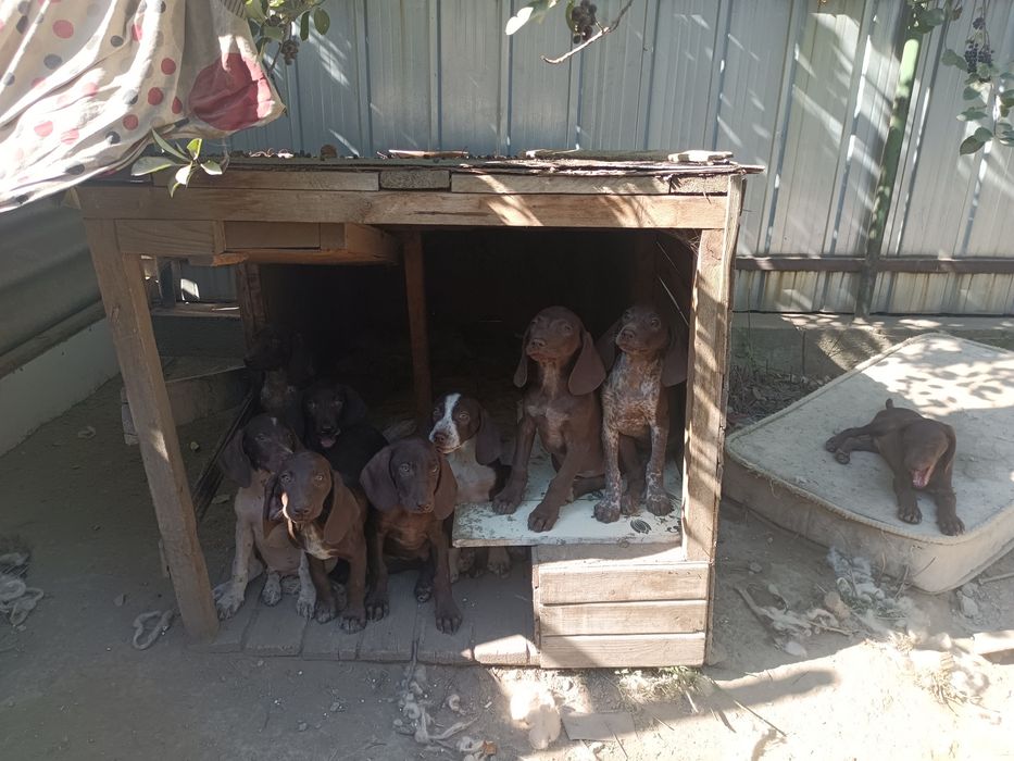 Продам щенков Курцхара
