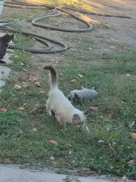 Котят бесплатно .
