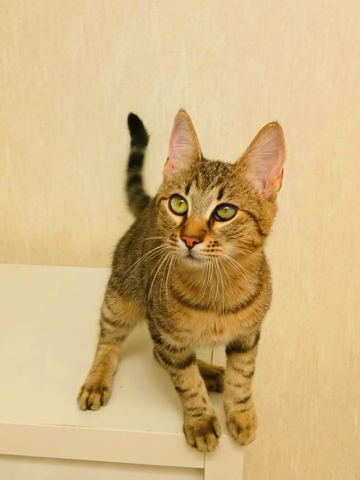 Pisicuta Paula pentru adoptie