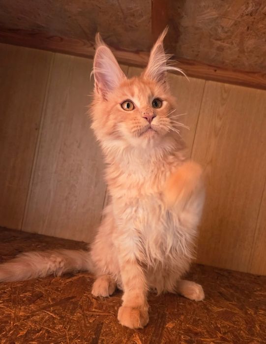 Кот породы Мейн кун