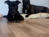 Щенок питбуль терьера