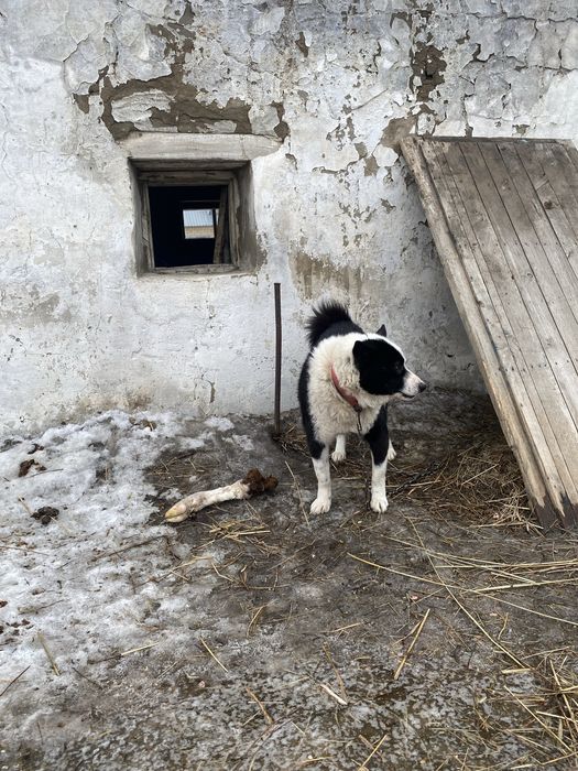 Продам двух лайек