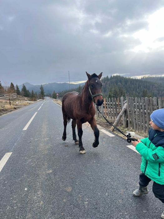 Manz armasar cal schimb oi sau vaci