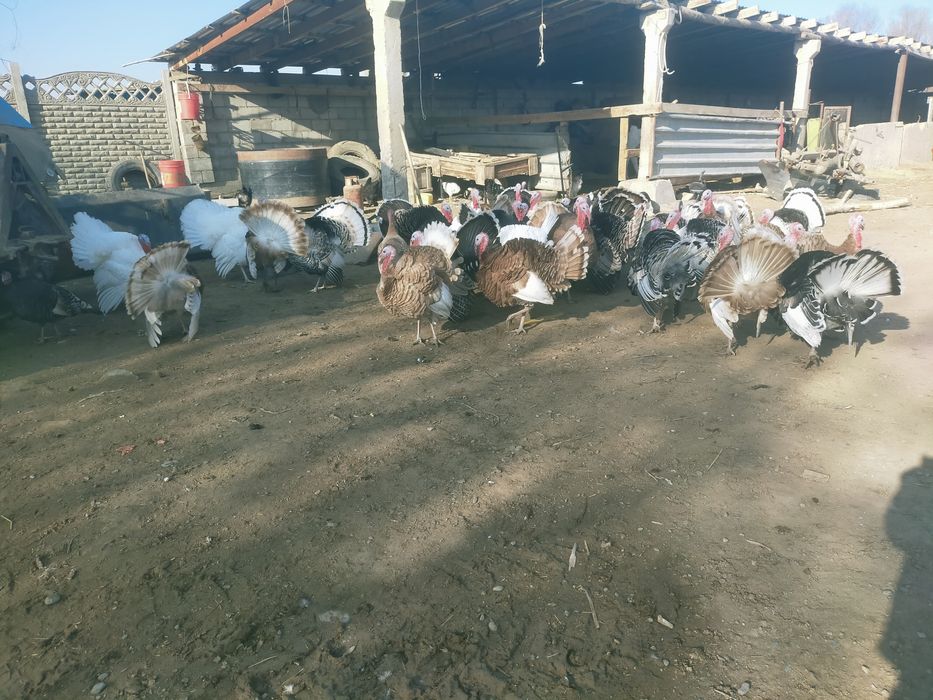 Ундік қораздары сатылады