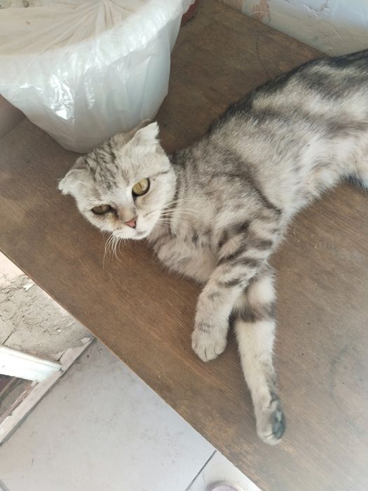 Отдам бесплатно белого кота, котят и их мать в ДОБРЫЕ руки.