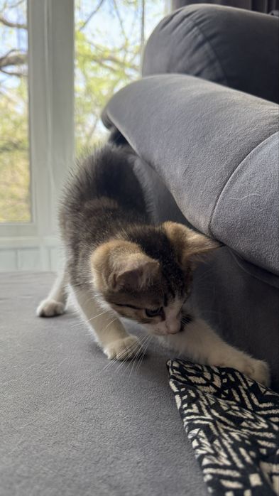 Отдам мальчика котенка