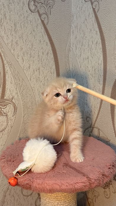 Порода: Британская короткашерстная шиншилла