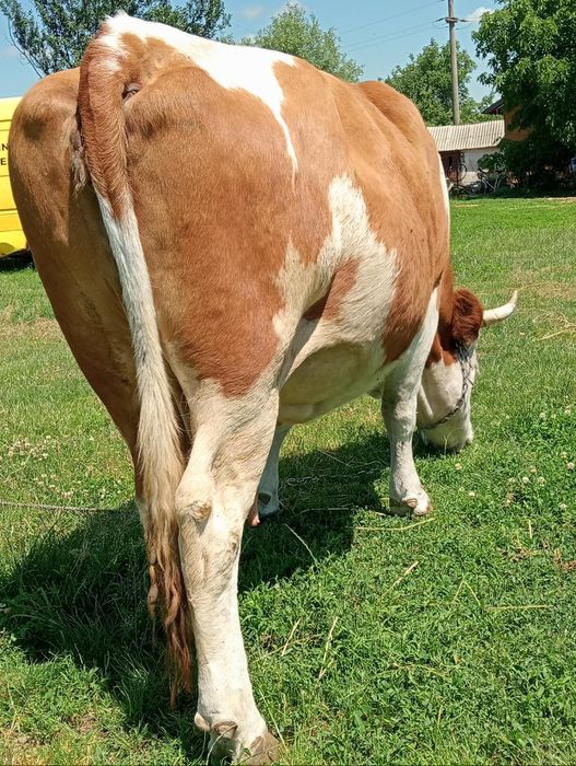 Vaca gestanta de vanzare