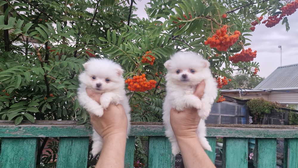 Продам белых щенков шпица,рассрочка каспи