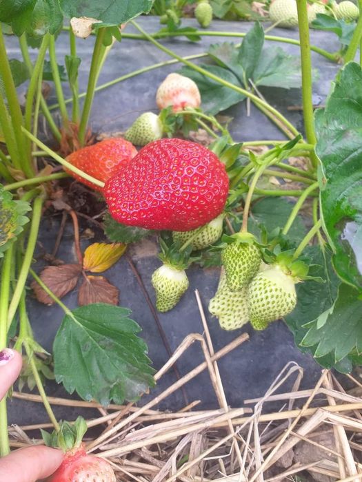 Разсад за ягоди 0.25€ целогодишни сезони и други само сега разполагаме