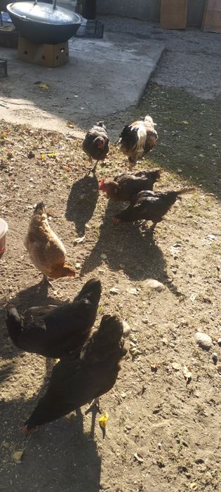 Продам курей и петуха