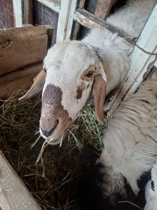 Ок кучкор сотилади юз фоиз соглом йейишига гап йук