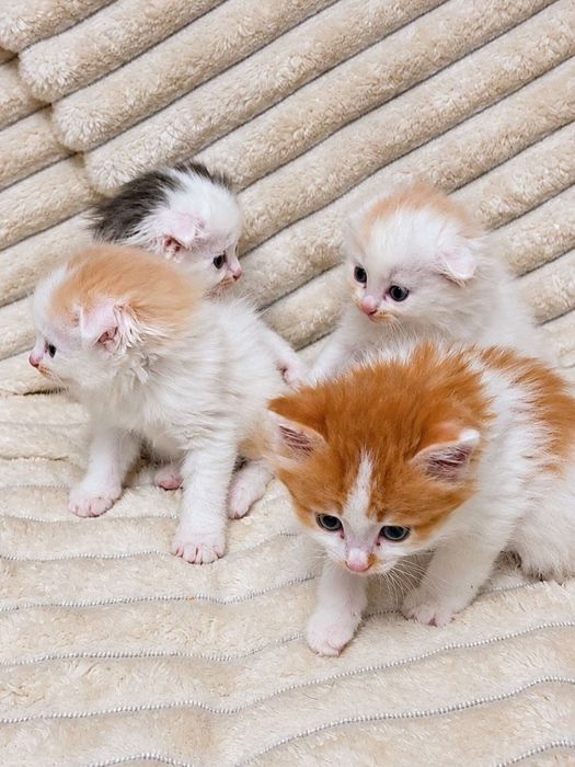 Котята вислоухие