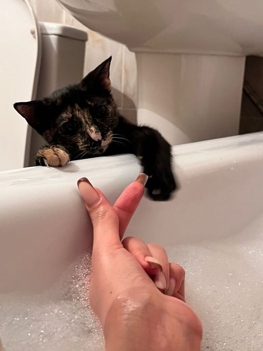 Отдам даром срочно