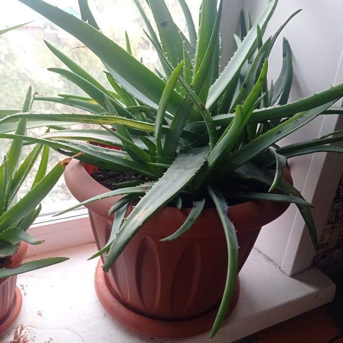 Продам  Алоэ  за 5000