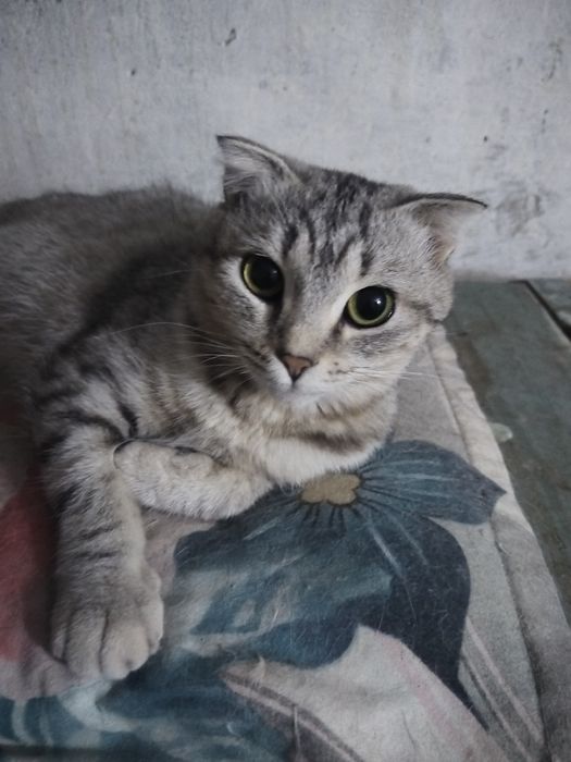 Кошечка ответственным людям