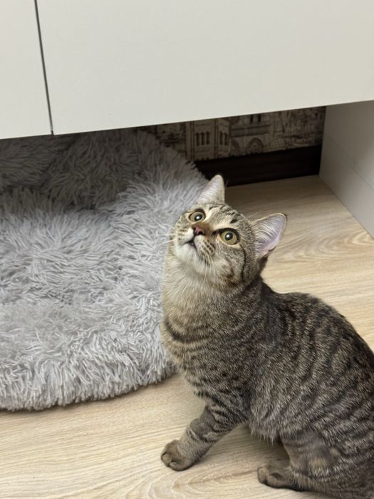 Котенок девочка