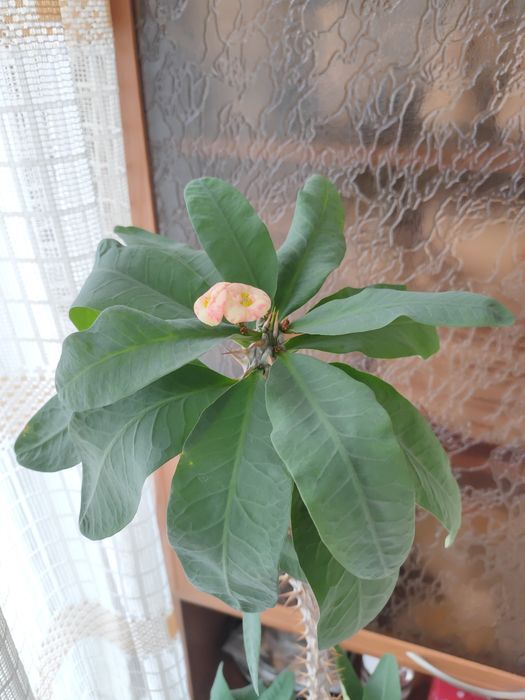 Домашнее растение