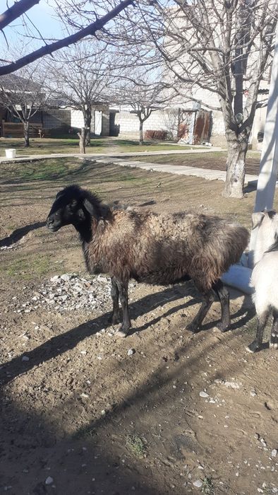 Қои сатылады жем жеп тұрған