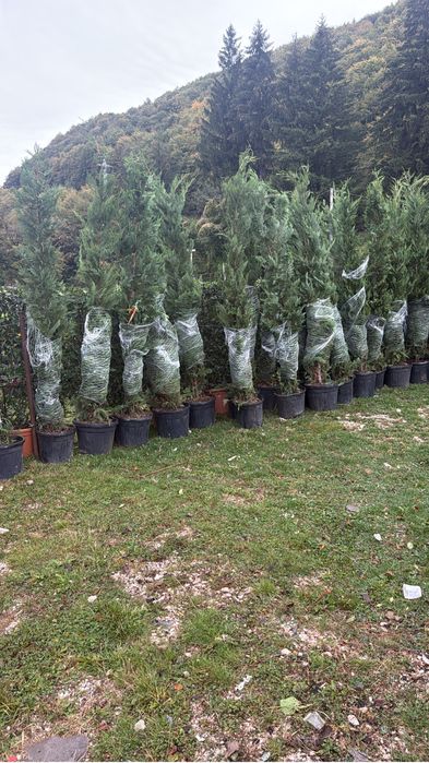 Leylandi 100 lei 230 cm