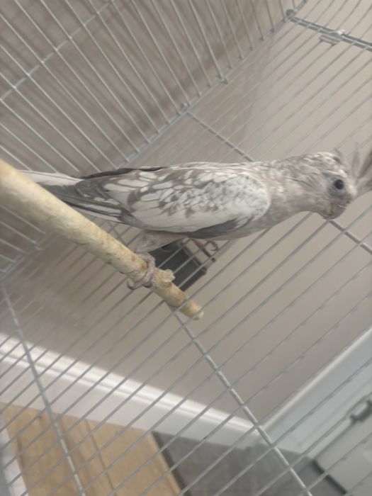 Продаю попугаев пара с клеткой все вместе