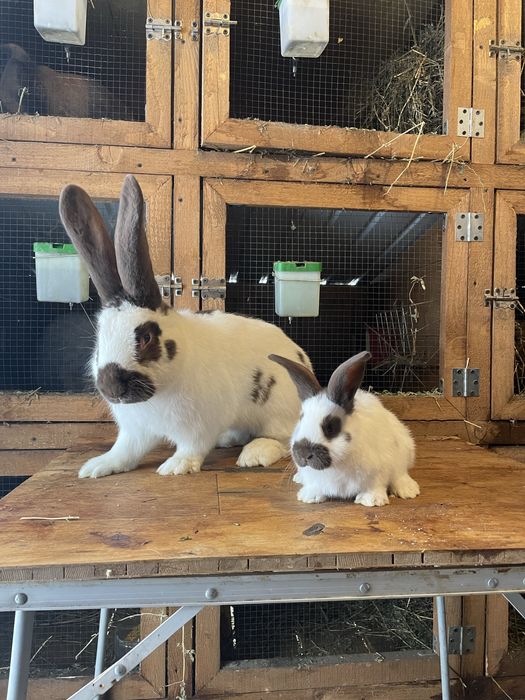 Pui fluture german havana