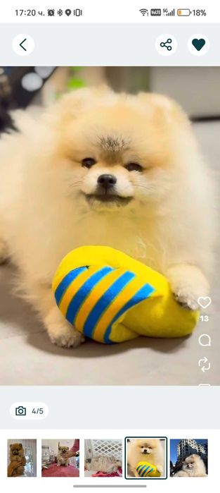 Мини померан момиче на 60 дни