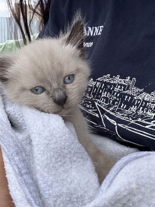 Отдам котенкаМия