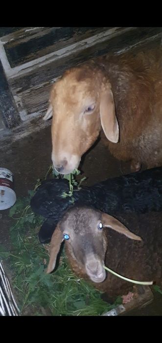 Ona bola 2 ni tuqqan