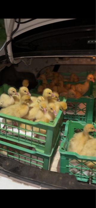 Продам уток и гусят