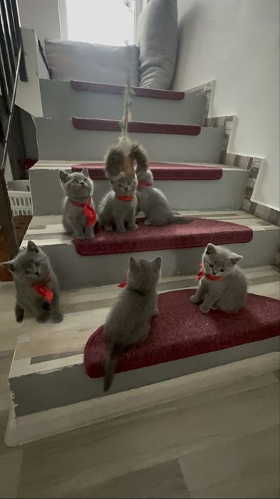 British Shorthair – ultimele 2 pisicuțe disponibile